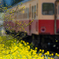 小湊鉄道菜の花4