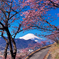 河津桜と富士2