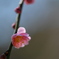 紅梅