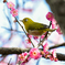 ウメジロー