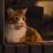 深夜の猫