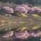 河津桜
