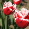 tulips 8