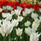 tulips 9