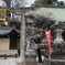 鳥居脇の白梅