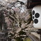 三光門脇の白梅