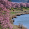 南伊豆町の河津桜
