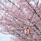 桜色に包まれる祭り
