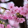 河津桜