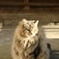 タヌキみたいな猫