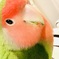 全方向美インコ
