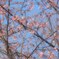 揺れる桜