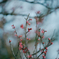 Silent Spring