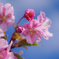 河津桜