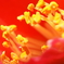 何の花？