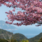 河津桜の季節