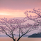 河津桜と島影