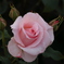 薔薇
