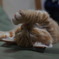 うにゃにゃ寝