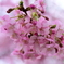 河津桜