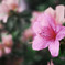 朝露の華