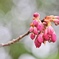 雨上がりの寒緋桜