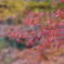 寒い日の紅葉