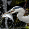 アオサギ