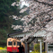 桜と小湊鉄道その1の1
