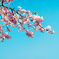 河津の空
