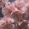 桜 IV