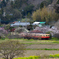 桜と小湊鉄道その2の11