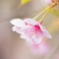 Spring Blooms