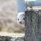 ちらみ