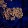 夜桜