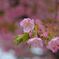 河津桜