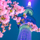 2024/02/23スカイツリーと河津桜