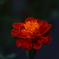 君は燃えているか　その135
