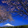 桜咲く並木道で