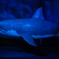 江ノ島水族館