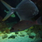 江ノ島水族館