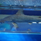 江ノ島水族館