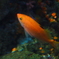 江ノ島水族館