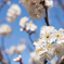 近所の桜