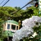 江ノ電と紫陽花