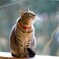 猫の月*