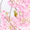 春色メジロん3