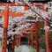 京都 吉田山の春へ