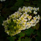 SDIM0058