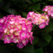 SDIM0062